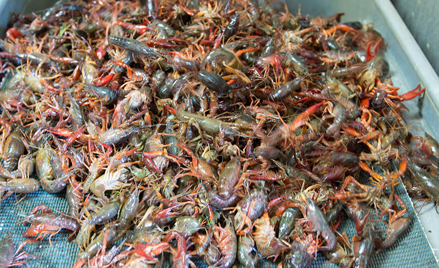 Our crawfish boil is prepared only with locally farmed fresh crawfish, and are seasoned with our special blend of creole and cajun spices. They can be eaten at our restaurant or be ordered to-go.